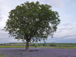 Tree in the fields
