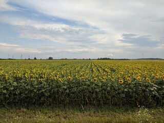 Fototapeta na wymiar Field with many sun flowers