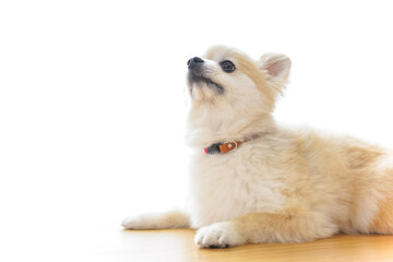 Obraz premium 車椅子でデスクワークをする外国人の女性