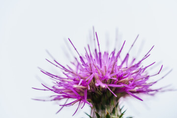 クローズアップの花