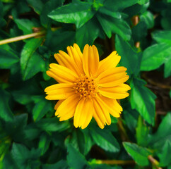 yellow flower in the garden