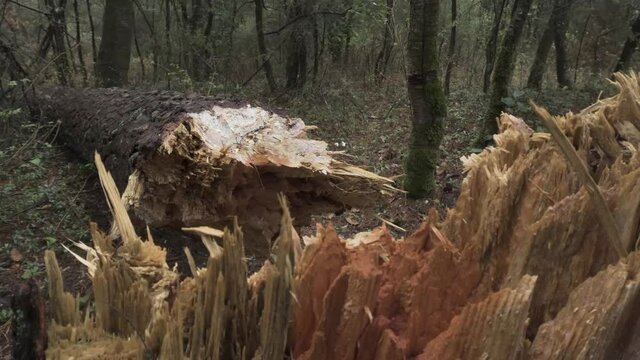 Broken tree on the hiking trail leading to El Pinal volcanic mountain in Puebla, Mexico