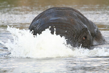 Fototapeta premium Elephant in Africa