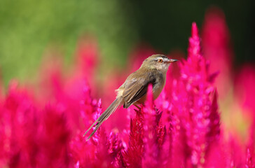 A Plain Prinia cute bird perched on cockscomb  flowers pink color in the field