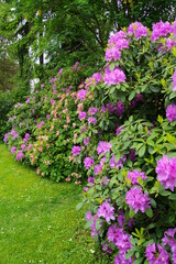 Rhododentron Azaleen