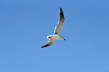 seagull flying in the blue sky