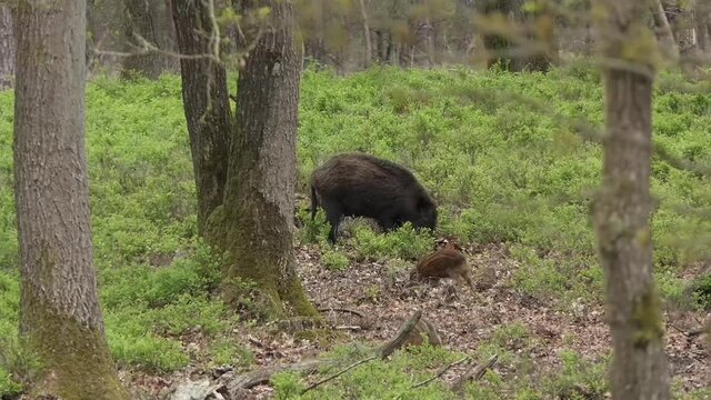Wild boar with little ones in the forest rooting in the ground. Wild boar with squeakers is startled by my presence