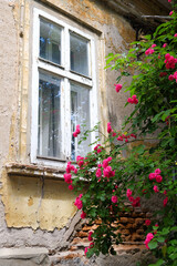 Old window with rose flowers in the foreground