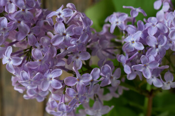 a lilac bush with open flowers of a delicate purple color with green leaves.macro