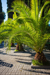 palm trees and tropical greens
