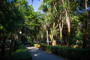 palm trees and tropical greens