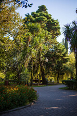 palm trees and tropical greens