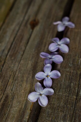 purple lilac flowers lie in a row vertically on a wooden surface
