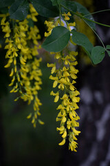 Blooming Laburnum anagyroides on a blurred background