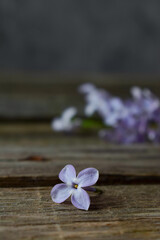 Fototapeta na wymiar a lilac flower from lilac lies in a crack on a wooden board. vertically