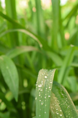 transparent water droplets sparkle in the sun on a leaf in the sunlight, macro.Morning dew drops in the open air.beautiful image of nature