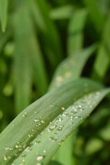 transparent water droplets sparkle in the sun on a leaf in the sunlight, macro.Morning dew drops in the open air.beautiful image of nature