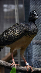 ハゲガオホウカンチョウ
Bare-faced Curassow