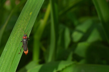 A fireman beetle on a green leaf in the sun.Summer day