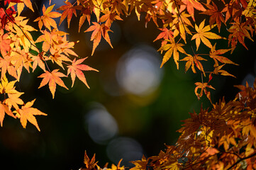 もみじのフレーム