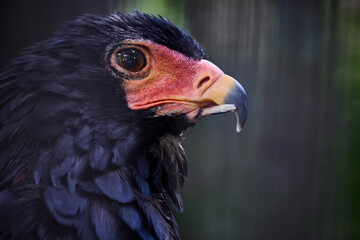 ダルマワシ
Bateleur