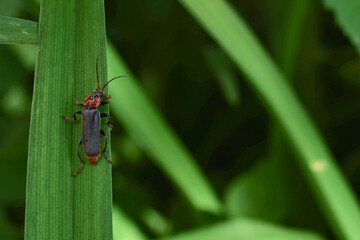 Fireman beetle on a green leaf.Summer day