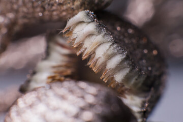 beautiful flower seeds a macro nature background