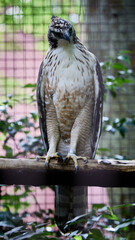 クマタカ
Mountain Hawk Eagle