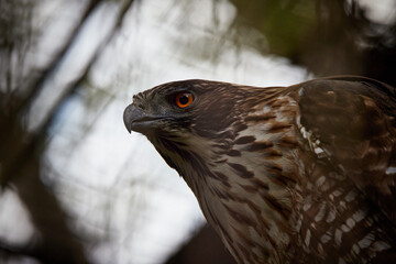 クマタカ
Mountain Hawk Eagle
