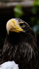 オオワシ
Steller's Sea Eagle