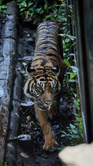 スマトラトラ
Sumatran Tiger