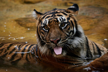 Fototapeta na wymiar スマトラトラ Sumatran Tiger