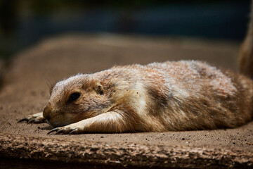 プレーリードッグ 
Prairie dog