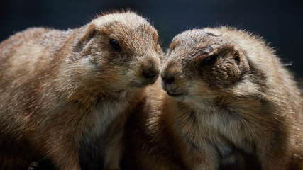 プレーリードッグ 
Prairie dog