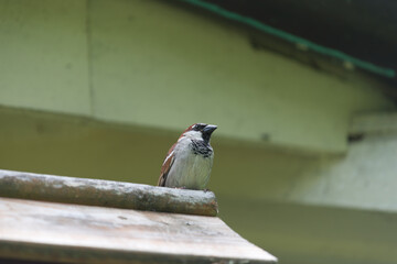 sparrow perched on a garden trellis