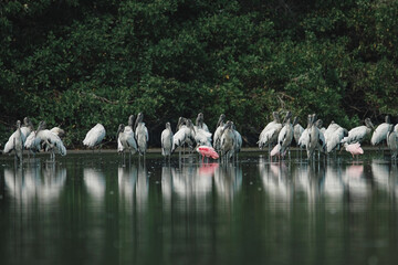 Pajaros en Acapulco