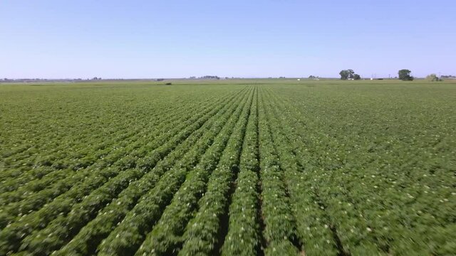Drone footage flying over a potato field in June.
