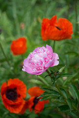 red poppies and a pink peony flowers in a Victorian-era garden