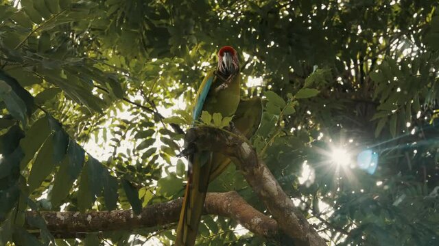 Stunning great green macaw perched on a tree in the jungle of Costa Rica