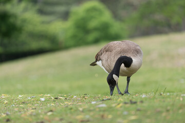 Canada Goose (Branta canadensis) isolated on green with out of focus (trees) background