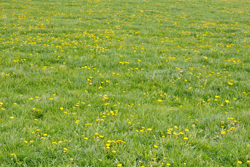 Frühlingswiese mit Pusteblumen