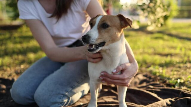 A fun and crazy Jack Russell Terrier dog on a walk. a Caucasian girl in a T-shirt and jeans is stroking a dog. Glade and green grass, sunny day. The concept of a summer walk.