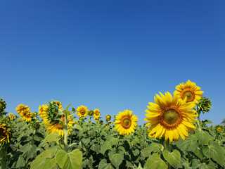 The sun flower field with the clear blue sky