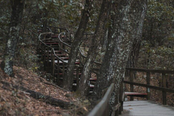 A wooden path in the middle of the forest.
--
Un camino de madera en medio del bosque