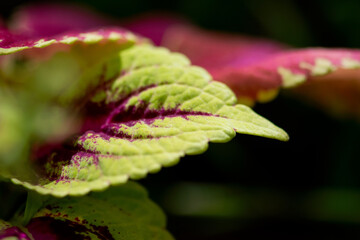 Green and Pink Coleus Macro