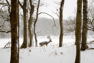 Fallow deer (Dama dama) in a snow covered landscape of the dunes of Amsterdam in The Netherlands. Trees are in the foreground and background.