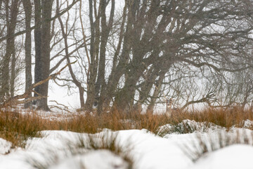 Fallow deer (Dama dama) in its habitat during snowfall in the dunes of Amsterdam - The Netherlands
