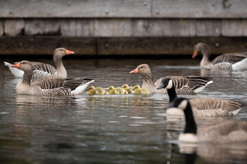 Graylag geese (Anser anser) parents with juvenile geese swimming in a canal. Out of focus geese can be seen in the front and background.