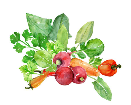 Pattern of vegetables for salad.Radish, greens,   peppers, 