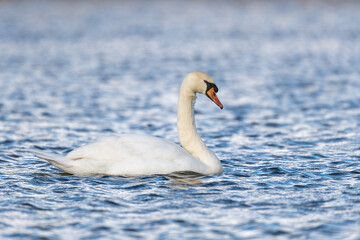Mute swan (Cygnus olor) swimming in a lake